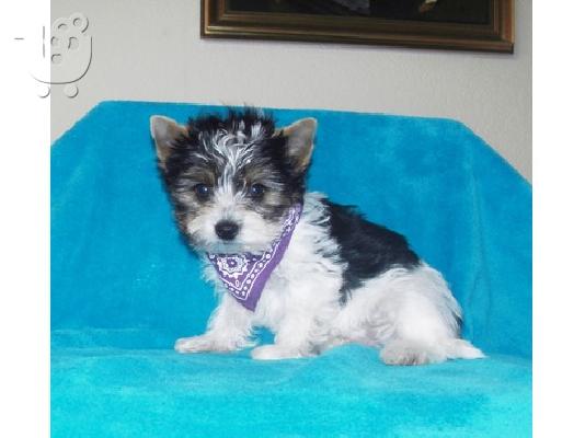 PoulaTo: yorkie κουτάβι - € 120